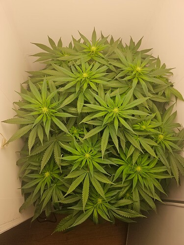 Growreport Bild 15