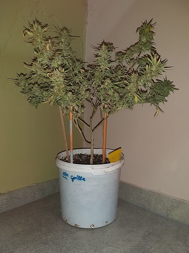 Growreport Bild 1