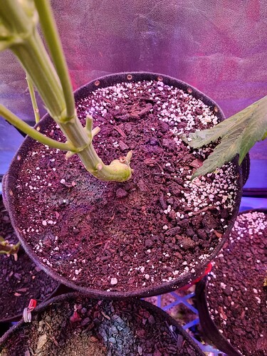 Growreport Bild 37
