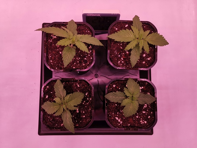 Growreport Bild 3