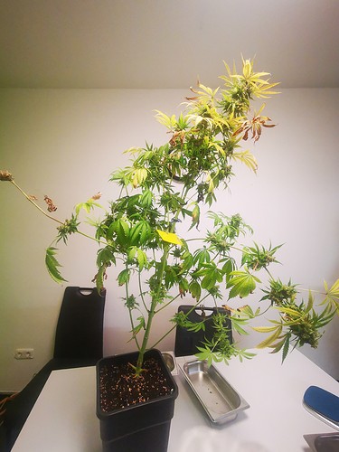 Growreport Bild 3