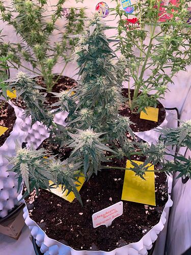 Growreport Bild 4