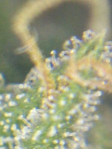 Growreport Bild 21
