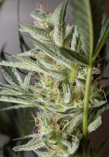 Growreport Bild 5