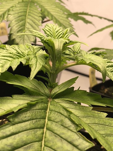 Growreport Bild 19