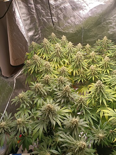Growreport Bild 2