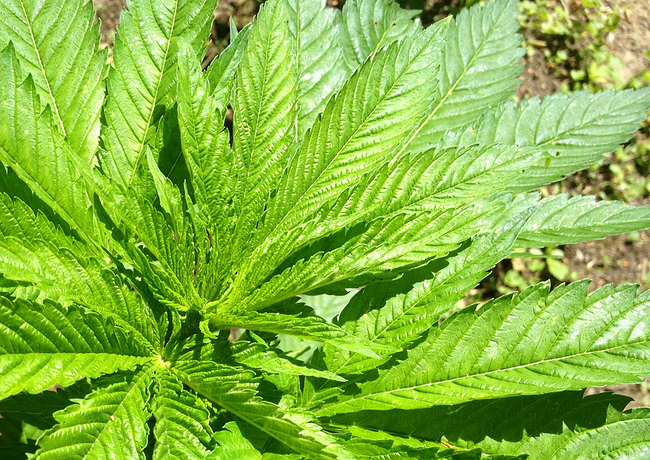 Growreport Bild 4