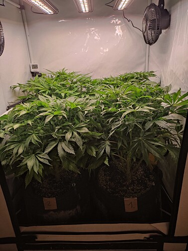 Growreport Bild 5