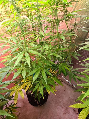 Growreport Bild 2