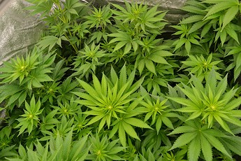 Growreport Bild 10