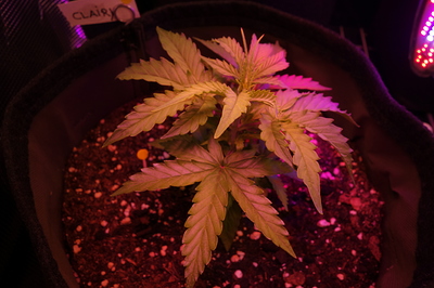 Ein junger Cannabis-Keimling in einem Stofftopf unter LED-Beleuchtung. Ein kleines Schild mit der Aufschrift 'CLAIRY' ist am Topfrand befestigt.