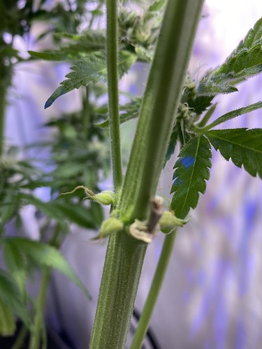 Growreport Bild 7