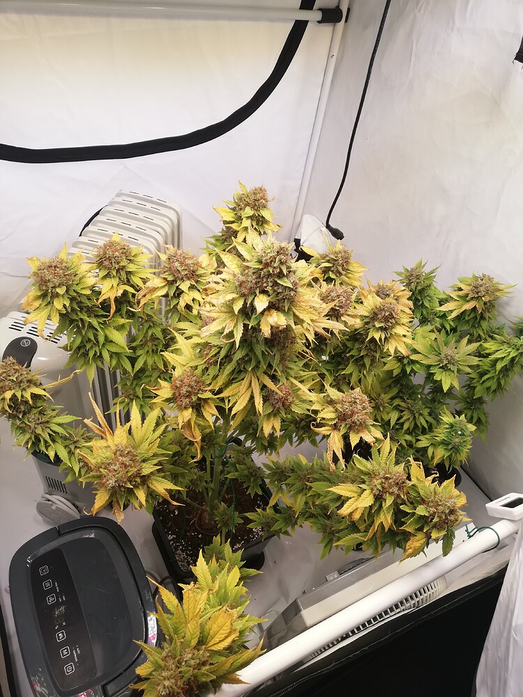Zweiter Grow Mars Hydro ts 3000 vs sanlight Evo 4-120 💪/ Great white shark and Bubba slush/Green house seeds/ Dos si dos 33 and cookies cush/ Barneys farm