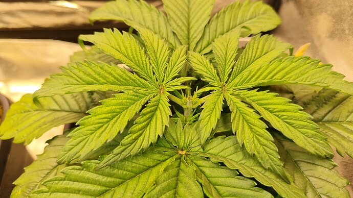 Growreport Bild 2