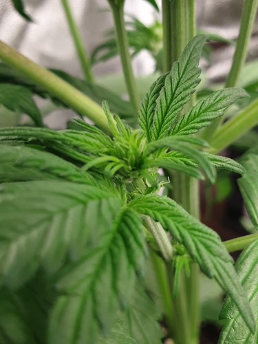 Growreport Bild 5
