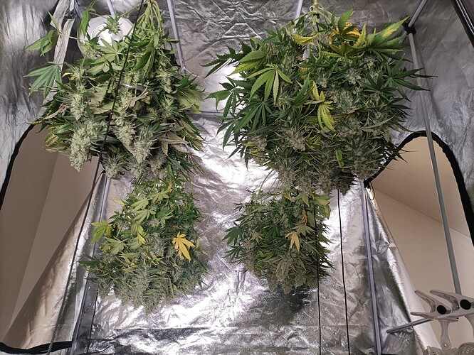 Growreport Bild 1