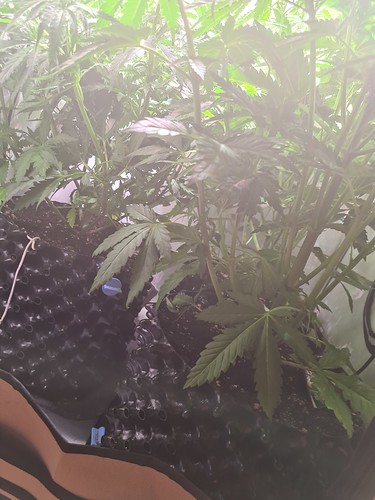 Growreport Bild 3