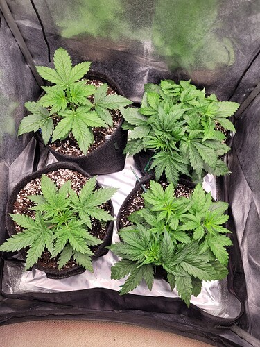 Growreport Bild 29