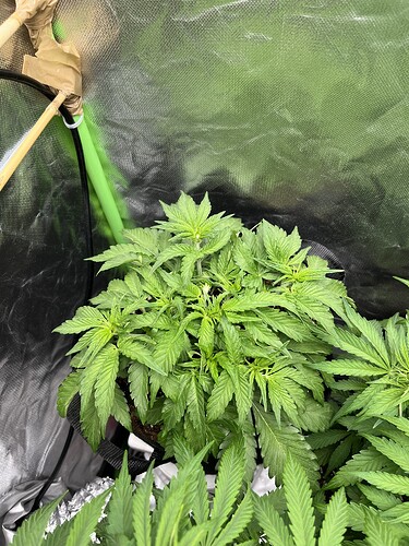 Growreport Bild 27