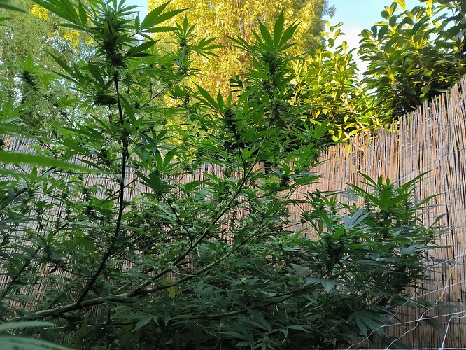 Growreport Bild 8