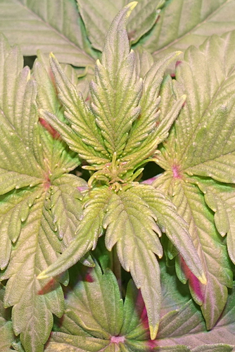 Growreport Bild 14