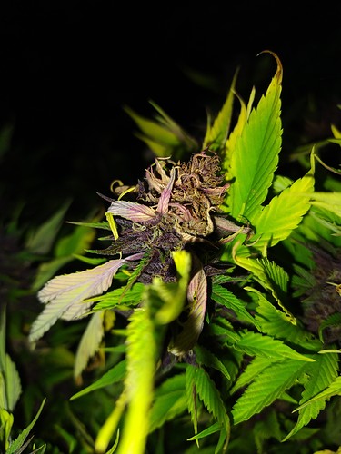 Growreport Bild 4