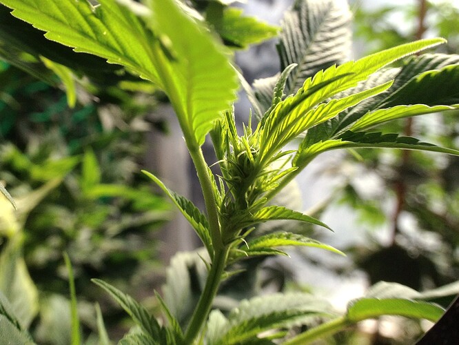 Growreport Bild 25