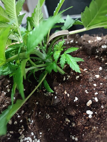 Growreport Bild 7