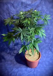 Growreport Bild 36