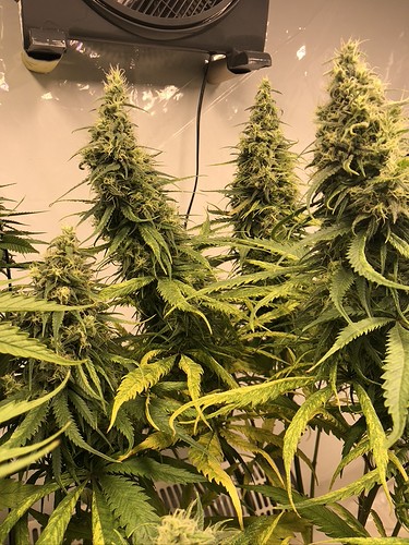 Growreport Bild 4