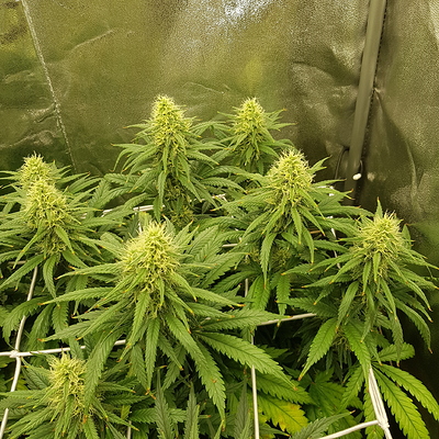 Growreport Bild 8