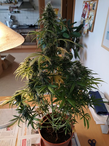 Growreport Bild 6