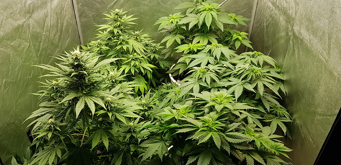 Growreport Bild 11