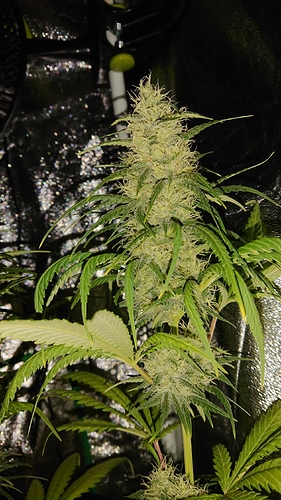 Growreport Bild 4