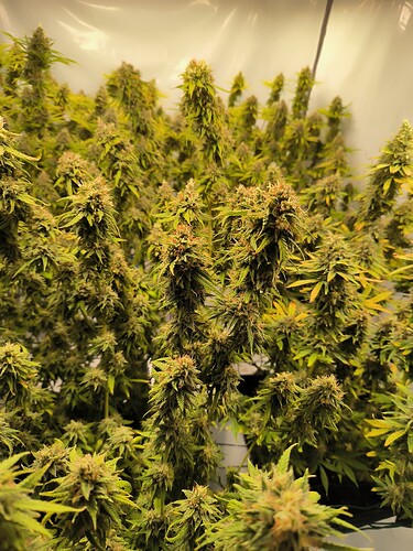 Growreport Bild 22