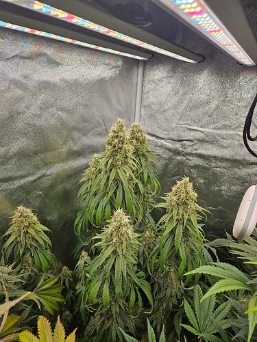 Growreport Bild 30