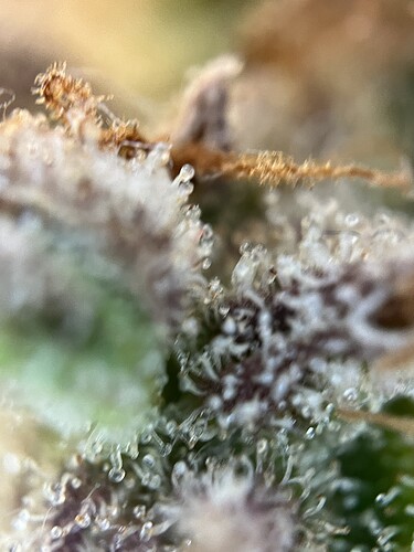 Growreport Bild 32
