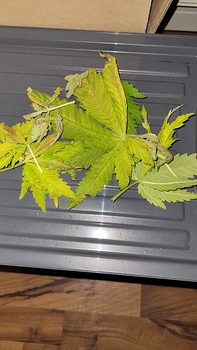 Growreport Bild 6