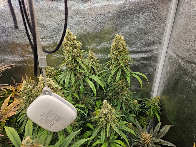 Growreport Bild 63