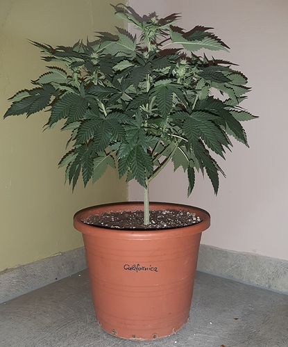 Growreport Bild 1