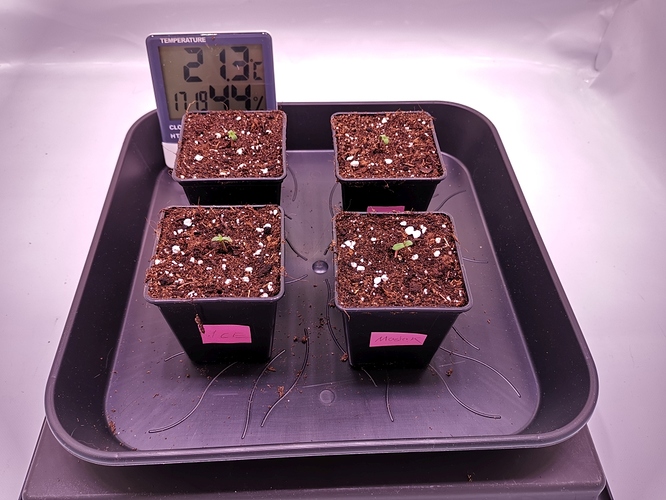 Growreport Bild 3