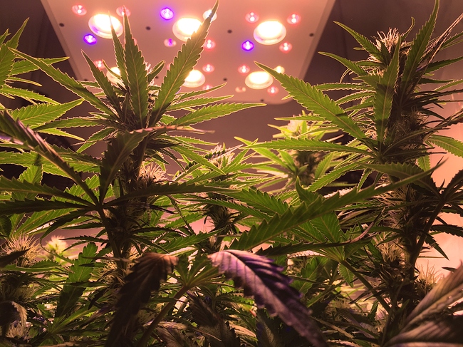 Growreport Bild 3