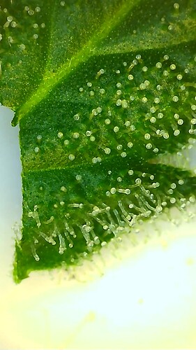 Growreport Bild 10