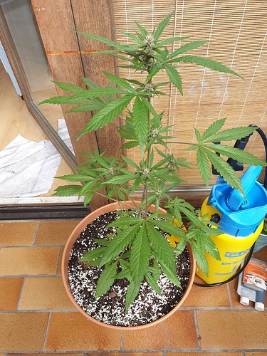 Growreport Bild 2