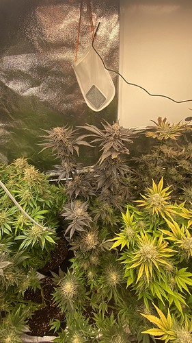 Growreport Bild 23
