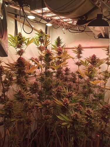 Growreport Bild 20