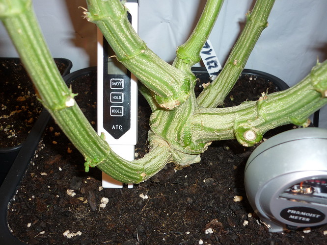 Growreport Bild 2