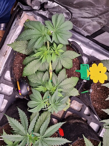 Growreport Bild 17