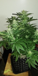 Growreport Bild 5