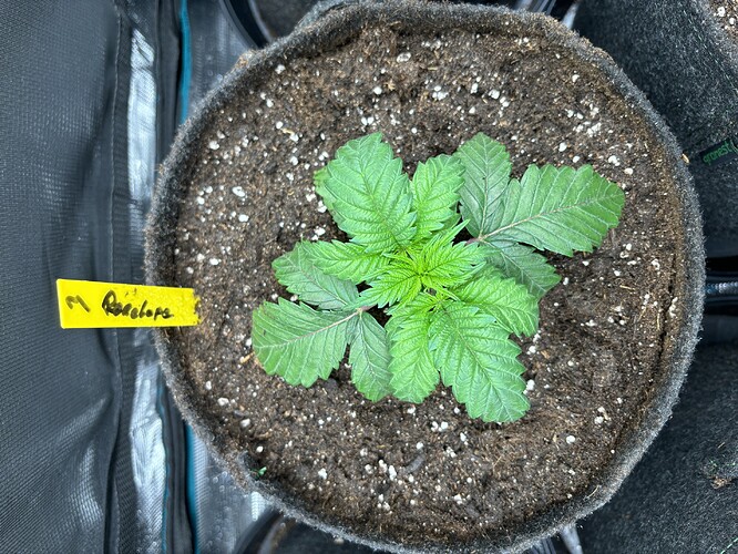 Growreport Bild 146